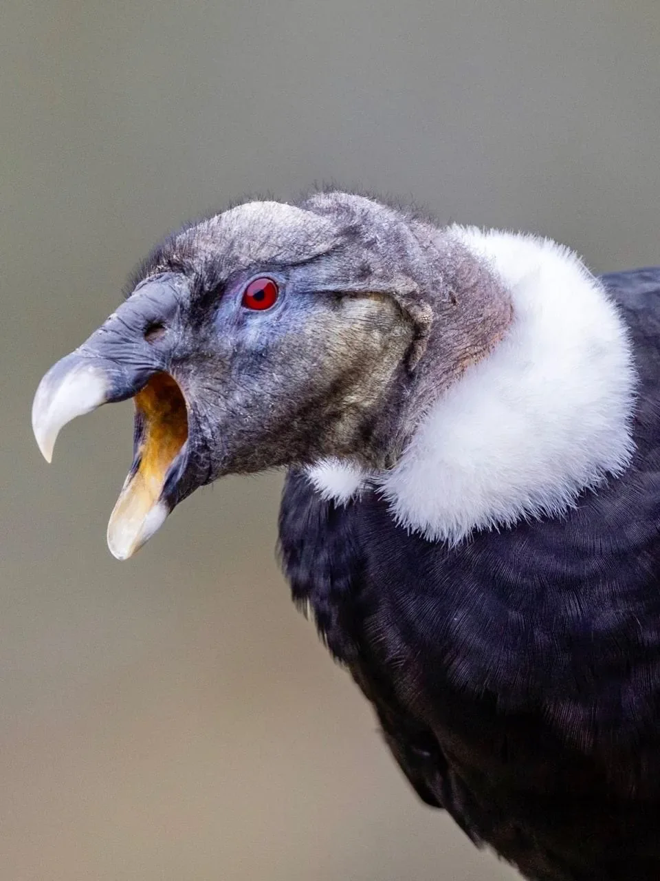 Premium Condor Safari