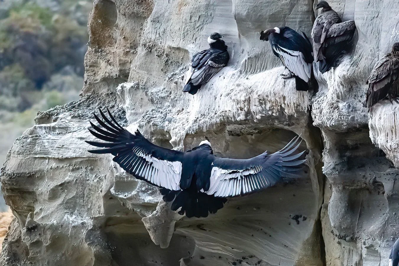 Premium Condor Safari