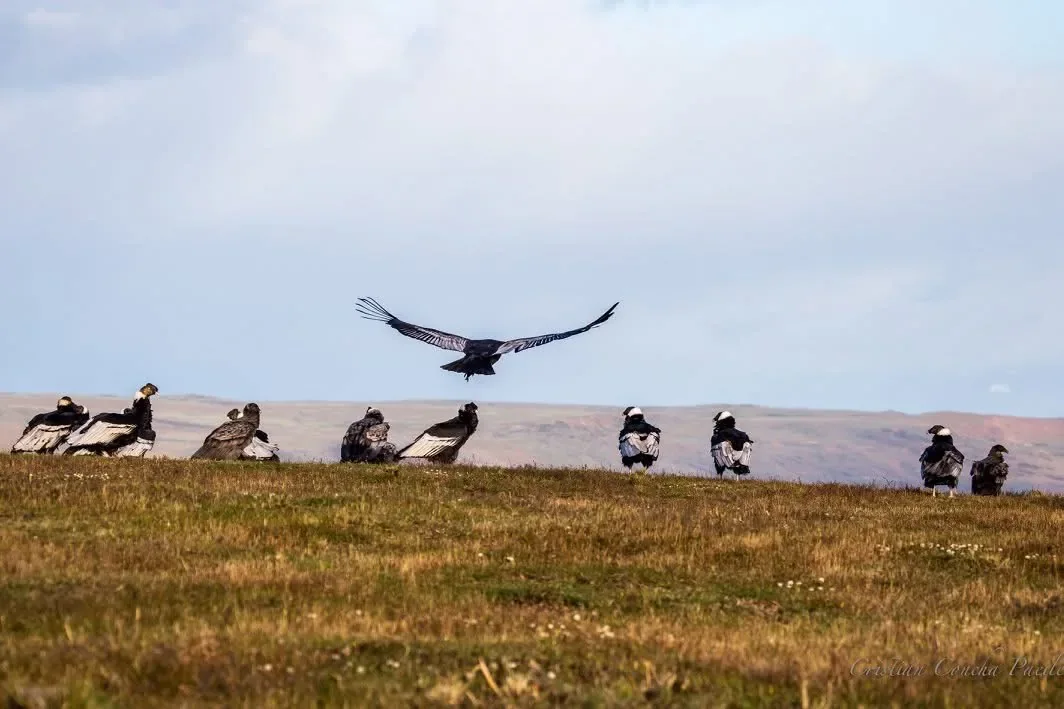 Premium Condor Safari
